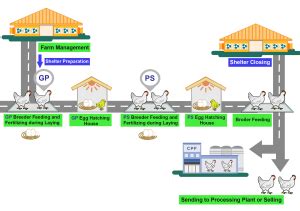 Chicken Broilers and Duck Broilers Process