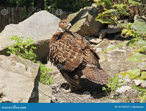 Himalayan monal female stock image. Image of impeyan - 197769731