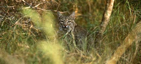 Great Texas Wildlife Trails - Wildlife - TPWD