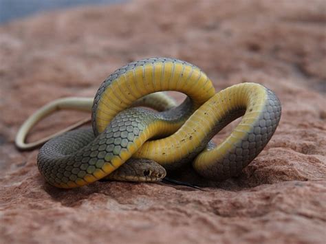 Eastern Yellow Bellied Racer Facts and Pictures