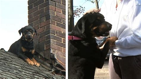 Firefighter Adopts Dog After Rescuing Her From Roof, But How She Got ...