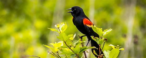 Red Winged Blackbird - Animal Corner