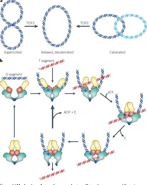 DNA topoisomerase II and its growing repertoire of biological functions | Semantic Scholar