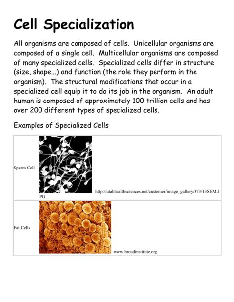 Cell Specialization