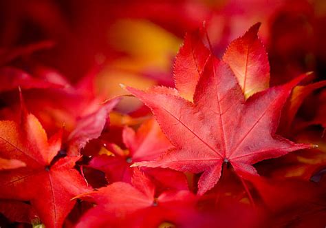 Red Maple Tree Leaves – Free Nature Stock