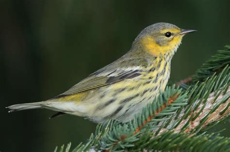 Cape May Warbler (female-fall) – Jeremy Meyer Photography