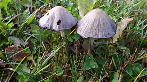 Coprinopsis atramentaria (Ink Cap): The Ultimate Mushroom Guide