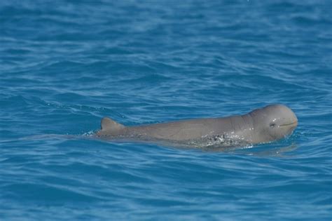 Australian Snubfin Dolphin – "OCEAN TREASURES" Memorial Library