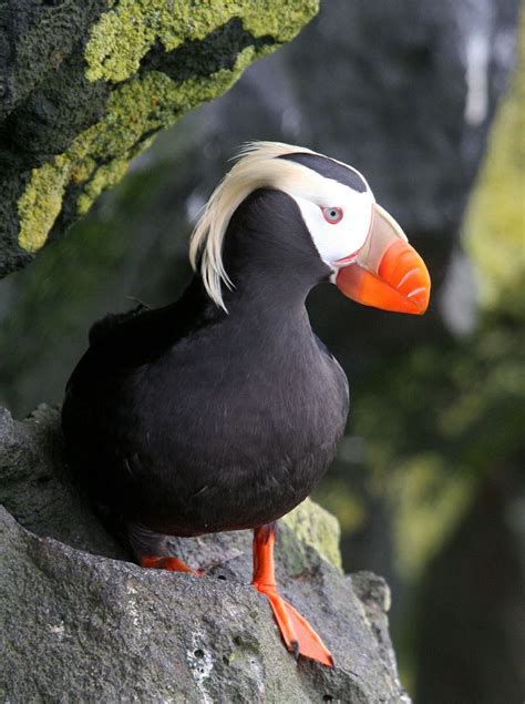 Tufted Puffin - North Pacific Ocean | Beautiful birds, Puffins bird ...