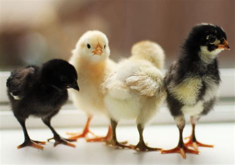 How to Care For Baby Chicks | Baby chickens, Chickens backyard, Raising chickens