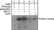 DNA ligase III can inhibit the autoribosylation activity of PARP in... | Download Scientific Diagram