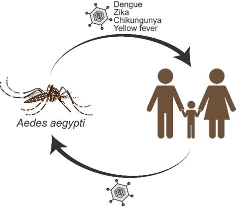 Dengue Mosquito Life Cycle