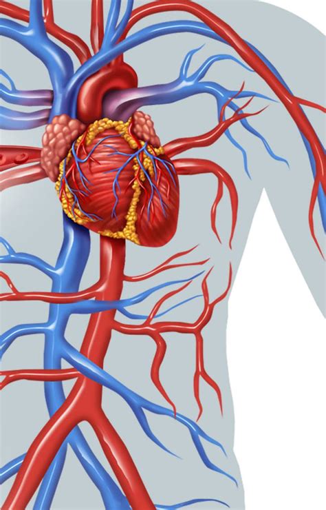 Don’t Make this Mistake When Teaching About Blood Vessels! – The ...