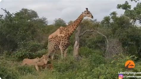 Lions attack giraffe, one big cat clings onto its back. What happens ...