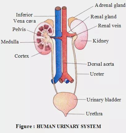 Human Excretory System Diagram Labeled