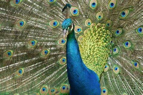 Close up peacock displaying plumage | Stock image | Colourbox