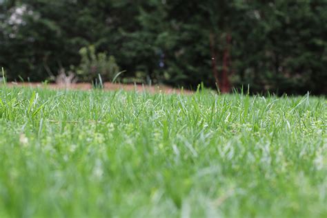 3 Tips for Your Fescue This Fall - Lawn Guard