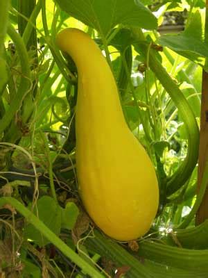 Squash Grow Guide