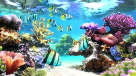 Screen Saver Wallpaper Sim Aquarium Screensaver Live - Aquarium Wallpaper Live (#492877) - HD ...