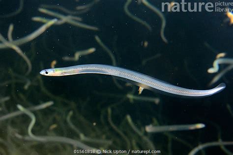 Nature Picture Library Young European eel (Anguilla anguilla) elvers, or glass eels, caught ...