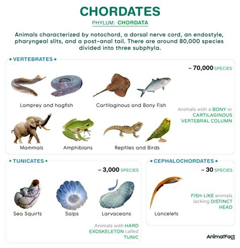 Chordate - Examples, Characteristics, Phylogeny, and Pictures