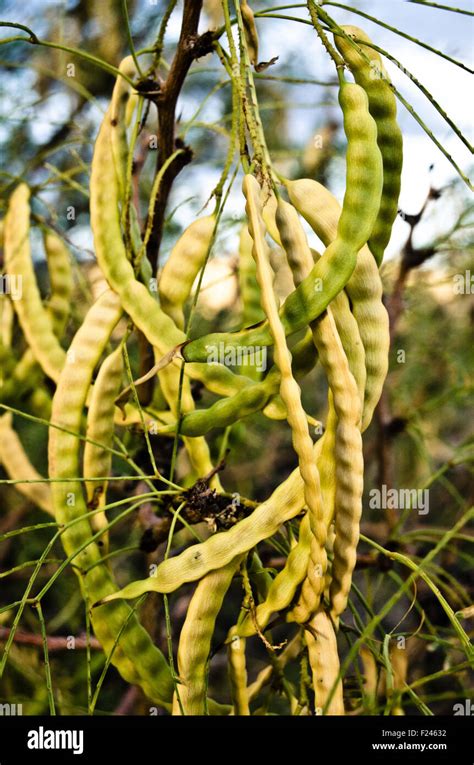 Mesquite tree pods Stock Photo - Alamy