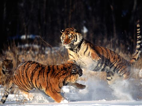 Tiger Fight Wallpapers For Desktop