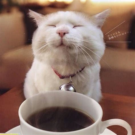 How cute is that? ? @cat_lover_clubs | Coffee humor, Coffee meme, Coffee quotes