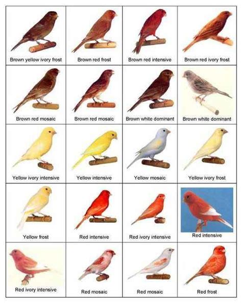 types of birds