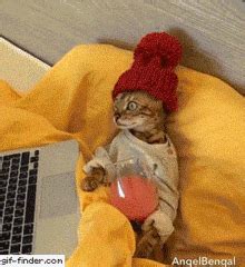 Cat Relax GIF - Cat Relax Chill - Discover & Share GIFs