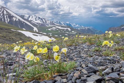 Alpine Tundra Animals And Plants