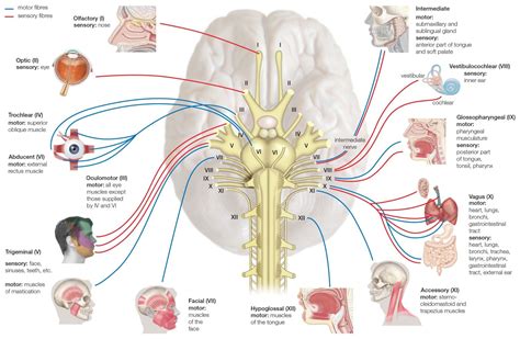 Names, Functions, and Locations of Cranial Nerves