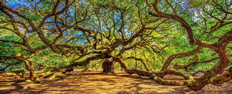 The Angel Oak Tree - A Fun See in Charleston, SC | Pam Harrington Exclusives