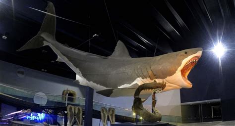 Megalodon sculpture at the Museum of Evolution in Puebla, Mexico : r ...