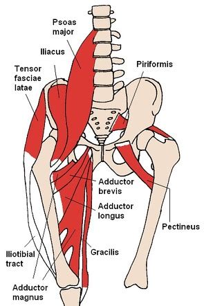 Iliacus muscle | Radiology Reference Article | Radiopaedia.org