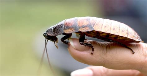 Madagascar Hissing Cockroach - WikiPoint - Wiki Point