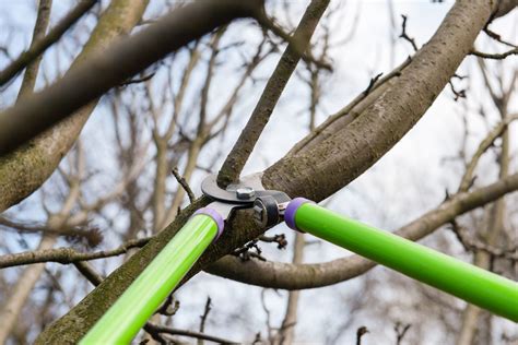 Proper Tree Pruning Techniques - Springfield Tree Service