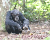 Nut-cracking | CHIMPANZEES BOSSOU AND NIMBA