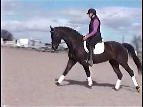 Horse Trot/Canter Right - YouTube