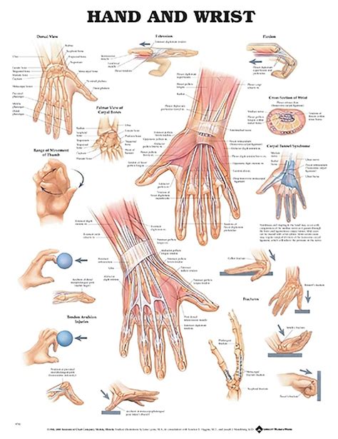 Hand and Wrist Anatomical Chart | Canada Clinic Supply