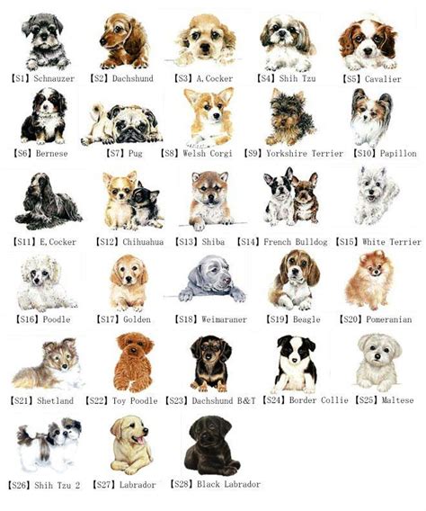 With dog breeds there’s an enormous variation the way dogs acts and reacts socially to the ...