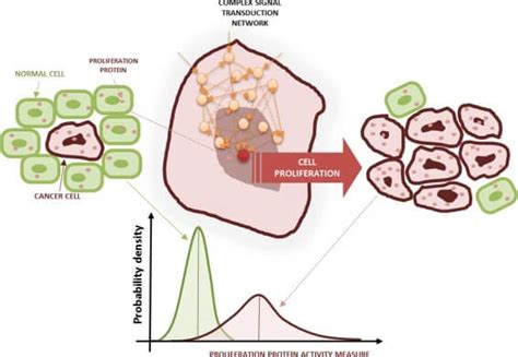 Cell proliferation- Definition, assay, differentiation, diseases