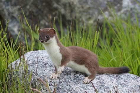 Stoats poses PART 4 Suffolk (1) | Stoat Notes My what a trea… | Flickr