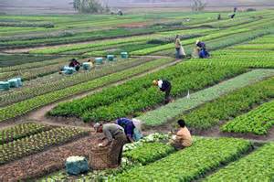 File:Agriculture in Vietnam with farmers.jpg - Wikimedia Commons