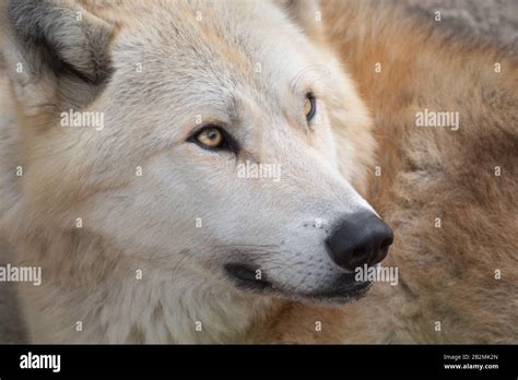 Wolf nose close up hi-res stock photography and images - Alamy