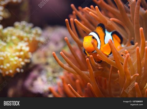 Amphiprion Ocellaris Image & Photo (Free Trial) | Bigstock