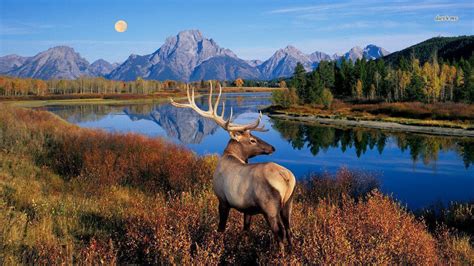 Rocky Mountain Elk Wallpapers - Top Free Rocky Mountain Elk Backgrounds - WallpaperAccess