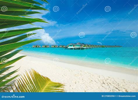 Tropical Beach in Maldives with Few Palm Trees Stock Image - Image of beach, holiday: 270855961