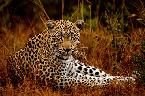 50 Best Wildlife Photography To Get Inspire – The WoW Style