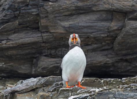 Open Mouth View of an Atlantic Puffin Stock Photo - Image of norway ...